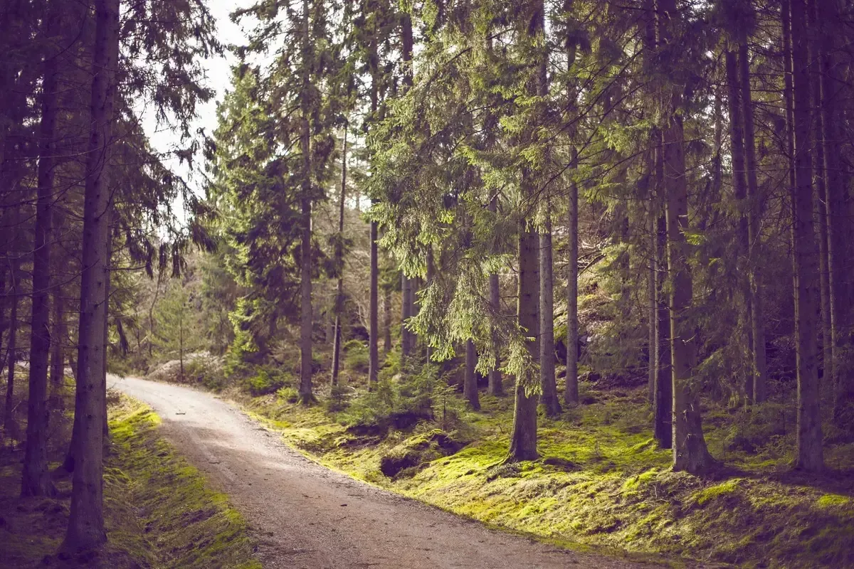 Tienda de campaña iluminada al atardecer en el bosque